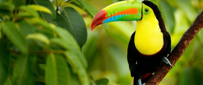 CIRCUIT COSTA RICA “NATURE ET DÉTENTE” | Du 18 Mars au 27 Mars 2026